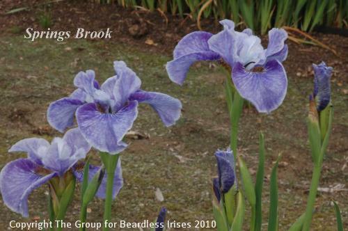 Springs Brook.a